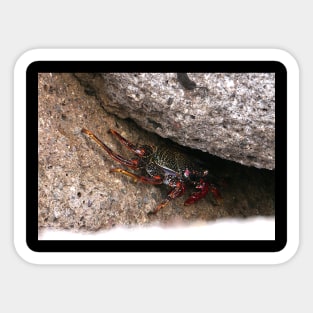 Red Rock Crab Sticker